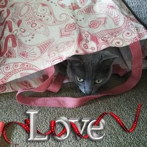 Meet your Posher, Diane